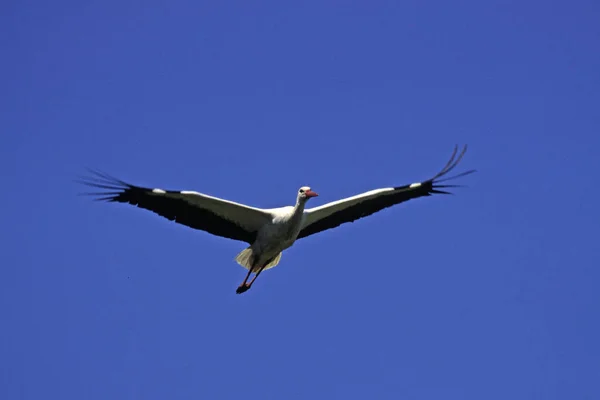 White Stork Ciconia Ciconia Airplane Image — Fotografia de Stock