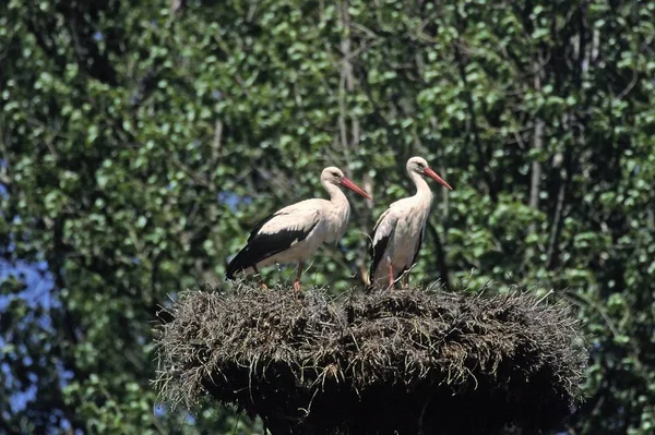 White Stork Ciconia Ciconia Nest —  Fotos de Stock