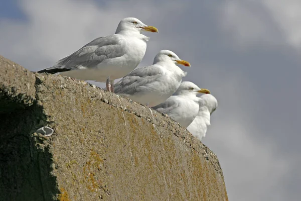 Γλάρος Ρέγγας Larus Argentatus — Φωτογραφία Αρχείου