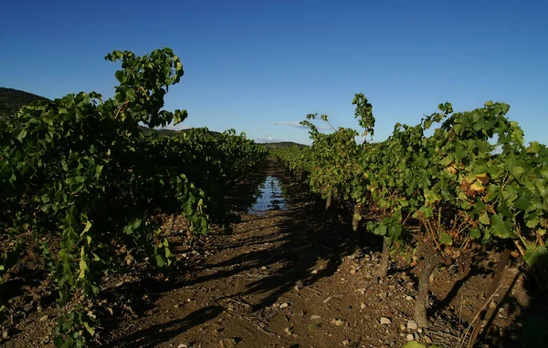 Druvodling Vingården — Stockfoto