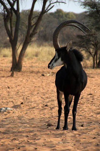 Antilope Animal Sauvage Faune — Photo