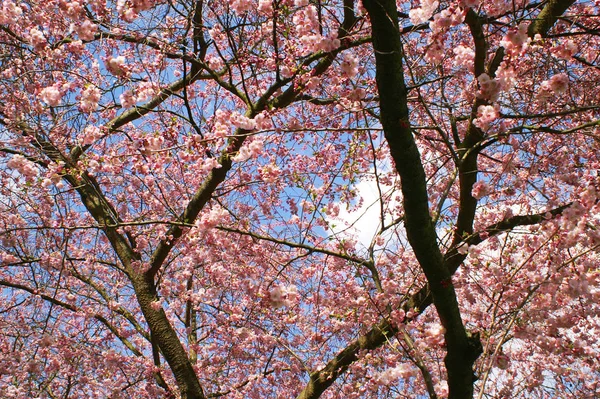 Close View Cherry Blossoms — Stock Photo, Image