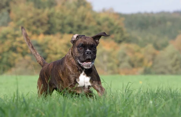 Parktaki Köpek Cinsi — Stok fotoğraf