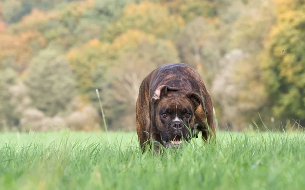 Boxer Kočičím Stylu — Stock fotografie