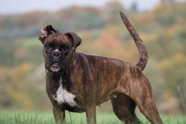 Purebred Boxer Facing Autumn Forest — Stock Photo, Image