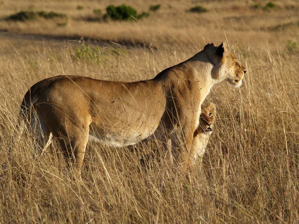 Lionne Était Avec Plusieurs Garçons Aller Celui Est Soudainement Apparu — Photo