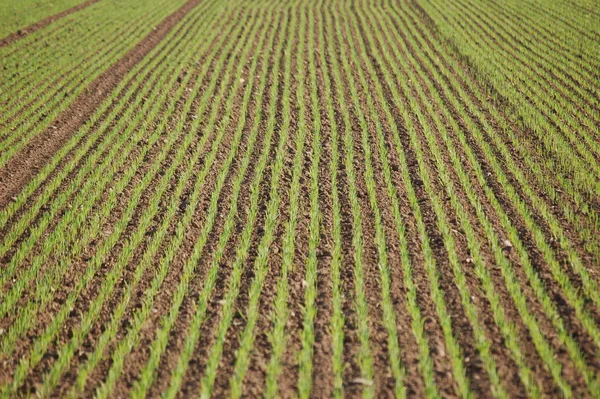 Country Life Selective Focus — Stock Photo, Image