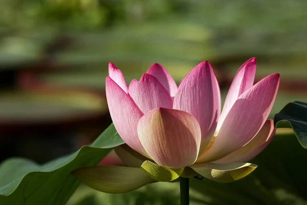 Lily Lotus Flower Pond Flora — Stock Photo, Image