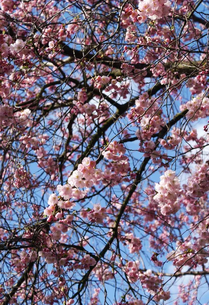 春天开了花的樱花树 — 图库照片