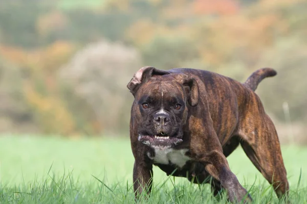 Chien Dans Parc — Photo