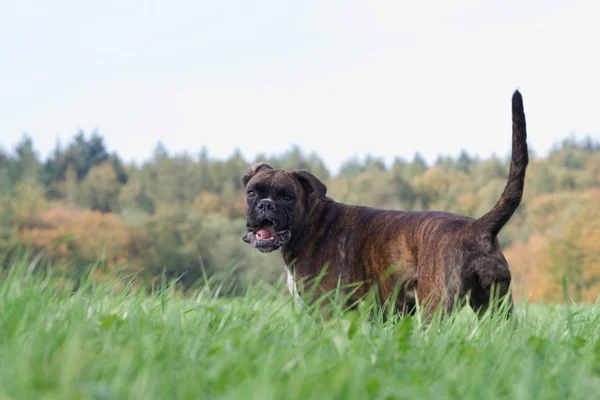 Αγγλικά Springer Σκυλί Σπανιέλ Στο Πάρκο — Φωτογραφία Αρχείου