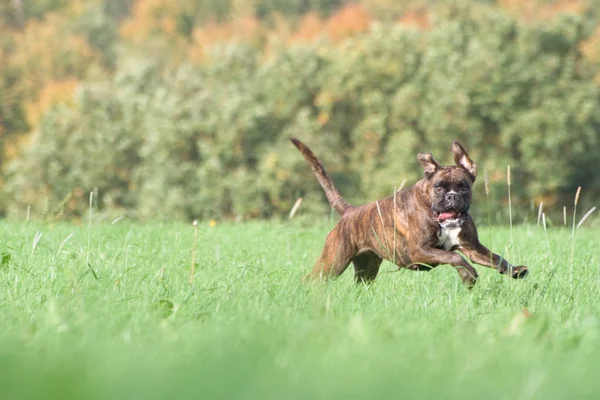 Pies Biegający Trawie — Zdjęcie stockowe