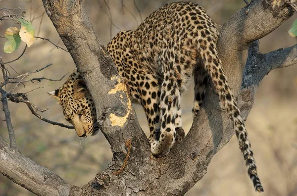 Leopard Tree — Stock Photo, Image