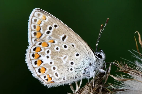 Gros Plan Merle Bleu Sur Fond Flou — Photo