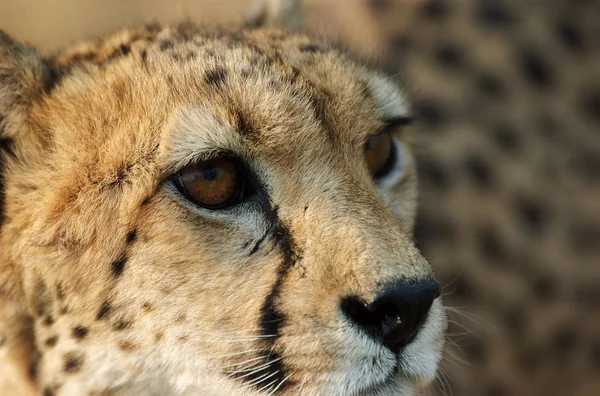 Guépard Tacheté Grand Chat Prédateur — Photo