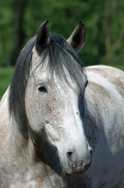 野生の自然でかわいい馬 — ストック写真