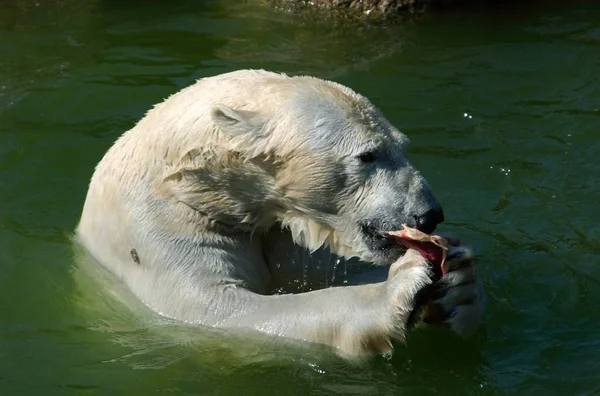 Oso Polar Fauna Animal —  Fotos de Stock