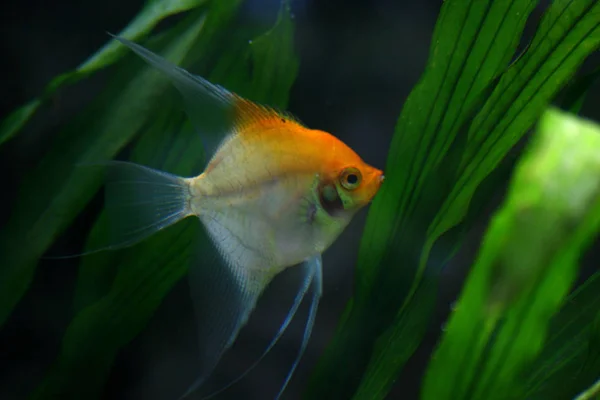 Guppy Dengan Lily Air — Stok Foto