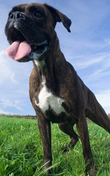 Portret Van Een Rasechte Rottweiler Het Veld — Stockfoto