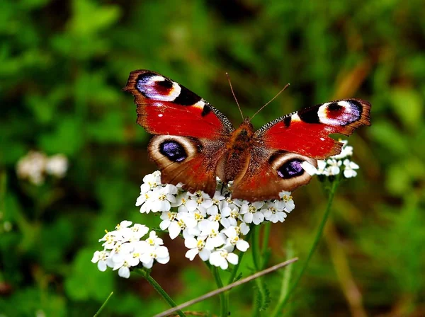 孔雀眼蝶昆虫 — ストック写真