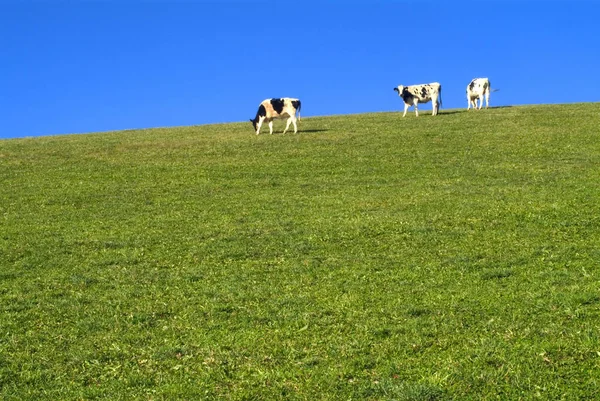 Prado Habitat Aberto Campo Vegetado Por Grama Ervas Outras Plantas — Fotografia de Stock