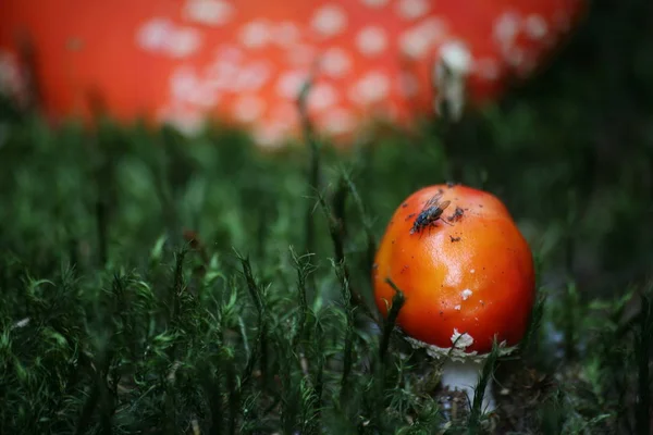 Culture Champignons Dans Forêt Fond Nature — Photo