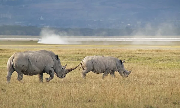 Neushoorn Moeder Met Ongeveer Jaar Kalf Een Weiland Aan Oevers — Stockfoto