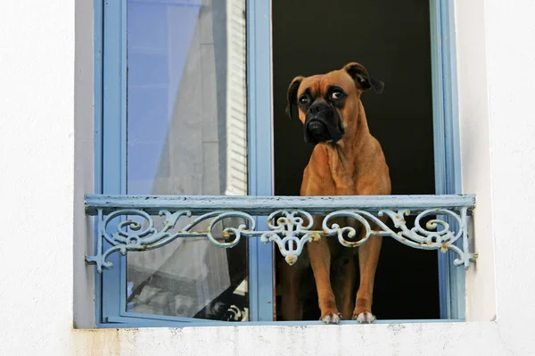 belle-ile,sauzon,dog at window