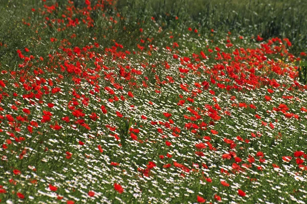 Close View Beautiful Wild Poppy Flowers — Stock Photo, Image