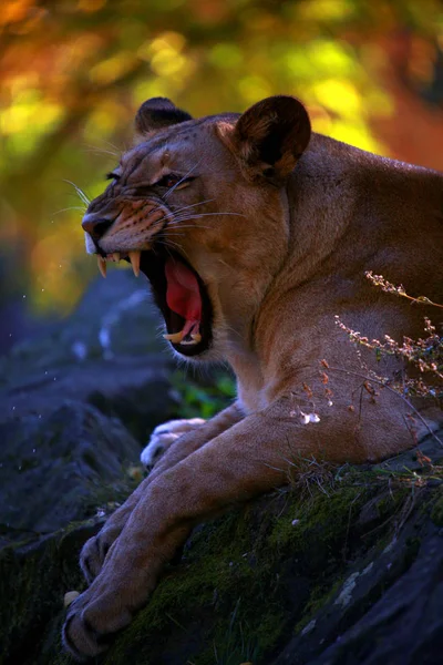 Africano Leão Selvagem Grande Gato Animal — Fotografia de Stock