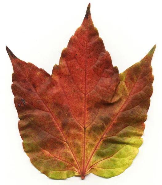Folha Colorida Autumnal Wein Selvagem — Fotografia de Stock
