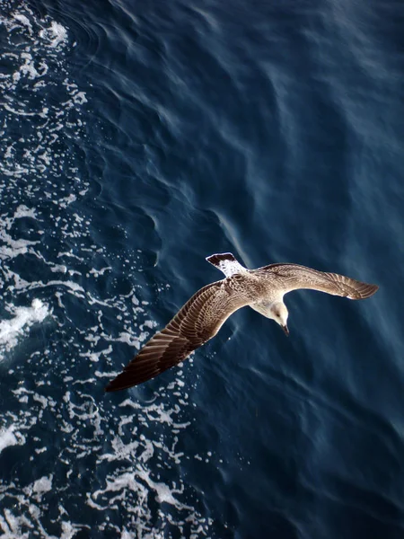 Vista Panorâmica Belas Aves Gaivotas Natureza — Fotografia de Stock