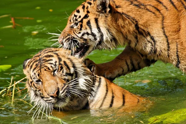 Dois Tigres Sumatran Enquanto Rolando Jogo Água Wilhelma — Fotografia de Stock