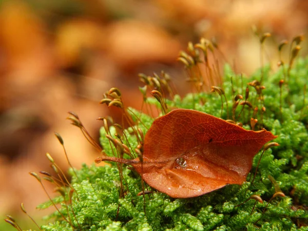 Bela Paisagem Floresta — Fotografia de Stock