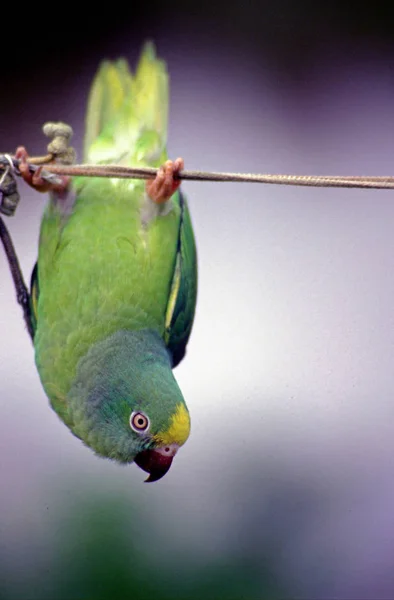 Vue Panoramique Bel Oiseau Perroquet — Photo