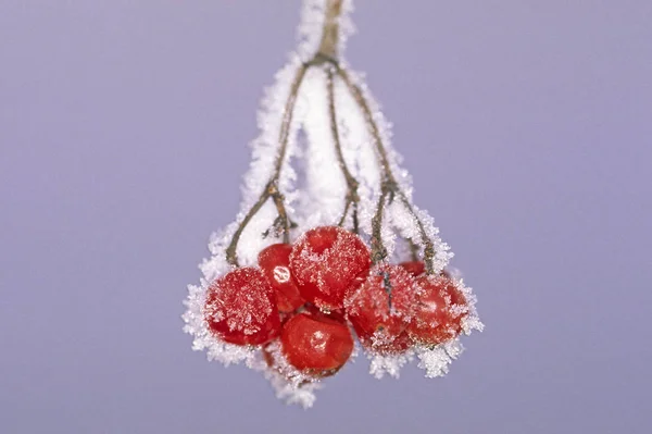 Красные Ягоды Снегу — стоковое фото