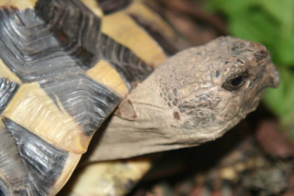Animal Tortugas Tropicales Reptiles —  Fotos de Stock