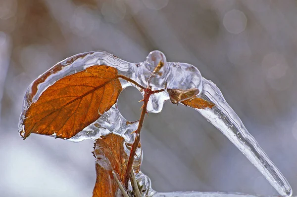 Levél Jégen Tél — Stock Fotó