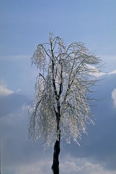 Árbol Con Hielo Invierno — Foto de Stock