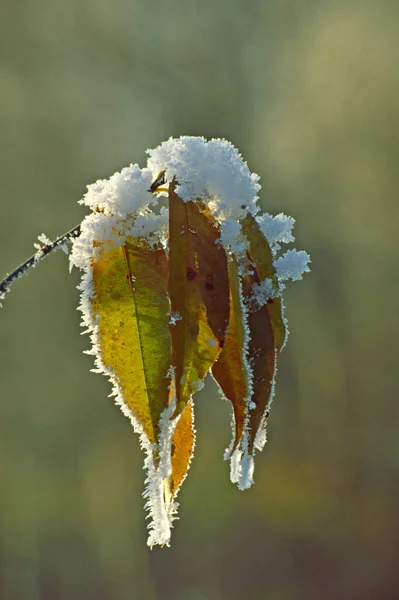 薄薄的冬雪中的叶子 — 图库照片