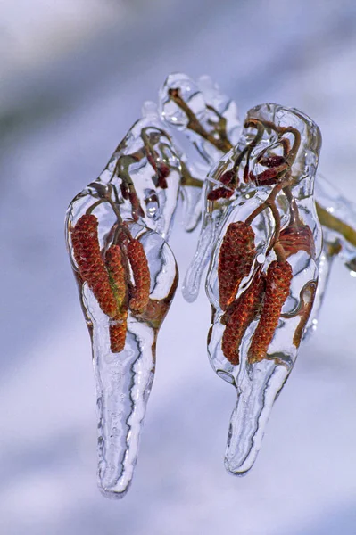 Árbol Con Hielo — Foto de Stock