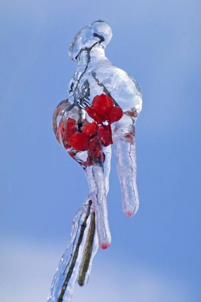 Красные Ягоды Льду Зима — стоковое фото