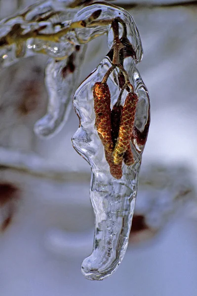 Kitten Árbol Bajo Hielo —  Fotos de Stock