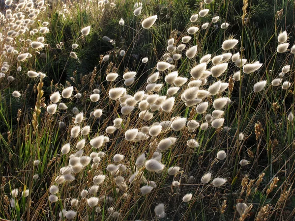 Vacker Botanisk Skott Naturliga Tapeter — Stockfoto