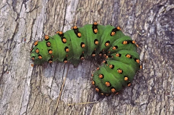 Caterpillar Insect Small Worm — Stock Photo, Image