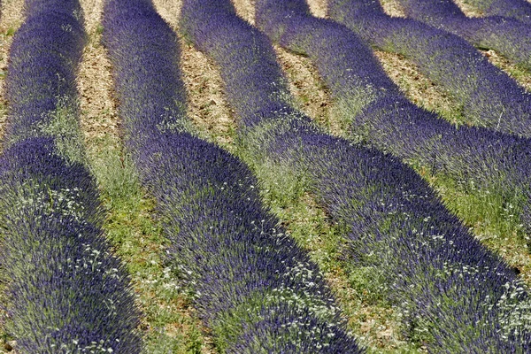 보라색 라벤더가 — 스톡 사진