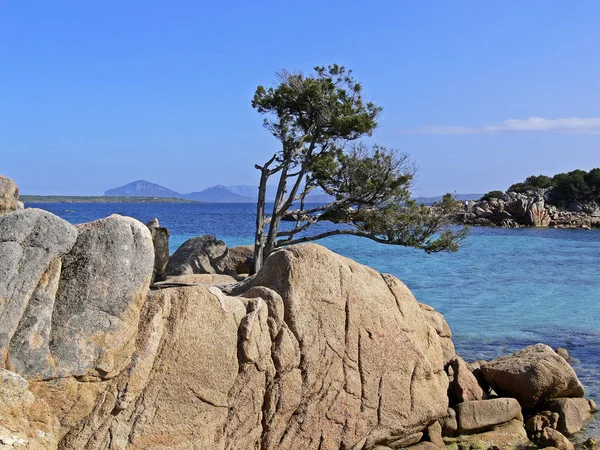 Costa Smeralda Baum Auf Felsen Sardinien — Stockfoto