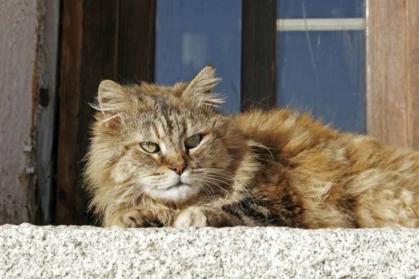 Çalı Çırpı Güzel Kedi — Stok fotoğraf