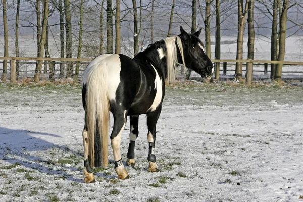 Caballo Nieve — Foto de Stock