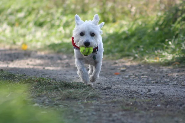 West Highland White Terrier Dog Pet — Foto de Stock